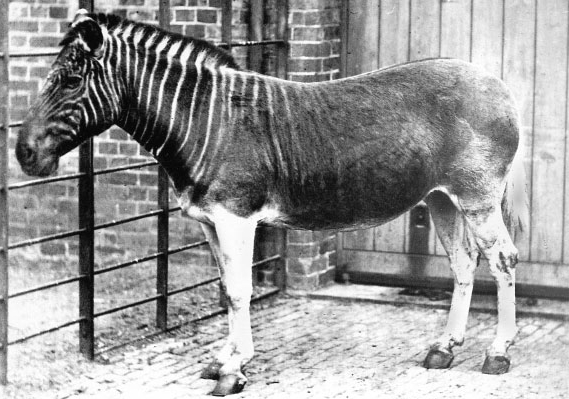 Quagga im London Regent's Park Zoo, 1870; Quelle: Wikipedia