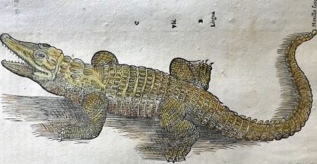 Krokodil Conrad Gessner
